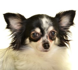 chihuahua
