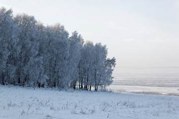 beautiful winter birck forest