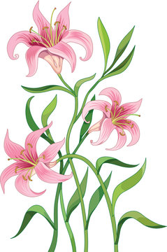 Vector illustration of lilies flowers