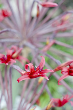 Josephine's Lily, Brunsvigia josephinae closeup