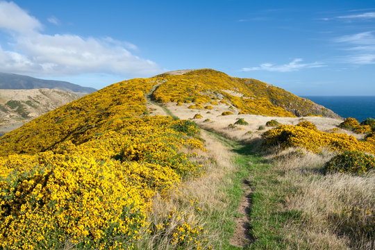 New Zealand landscape. Mountains covered by yellow flowers.