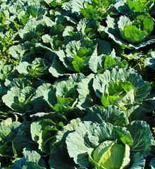 Cabbage field.