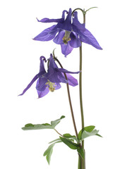 columbine