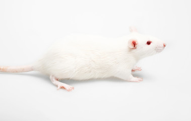 white rat