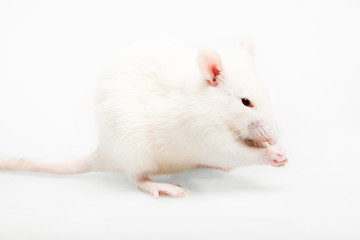 white rat