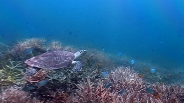 Hawksbill Sea turtle