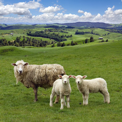 Sheep and wo lambs grazing on the picturesque landscape backgrou