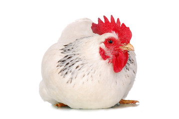 Hen isolated on white.