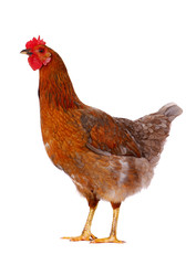 Hen isolated on white.