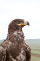 Steppe eagle on a sky background  Aquila nipalensis