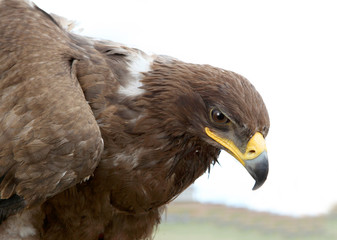 Steppe eagle on a sky background  Aquila nipalensis