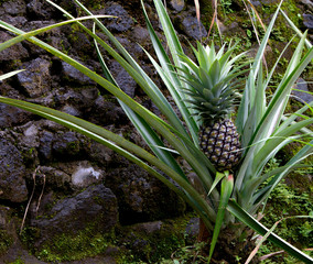 Pineapple growing on pineapple plant.