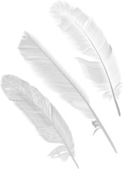 three isolated gray feathers illustration
