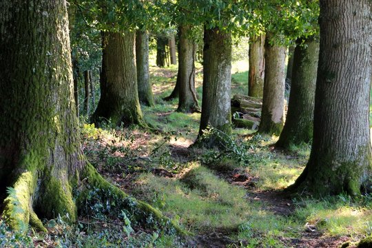 au pied des arbres.