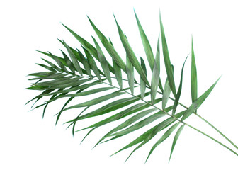 Beautiful palm leaves on blue background