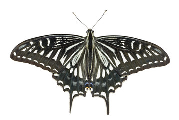 Butterfly (Papilio xuthus) 14