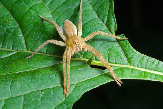 Spider (Pisauridae) on leaf 2
