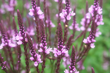 Obraz premium Wiesenblume