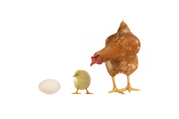 Hen, chicken and egg