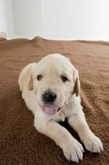 puppy of golden retriever