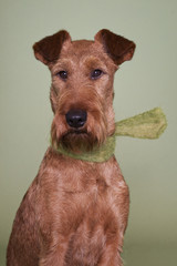 Irish Terrier mit Halstuch