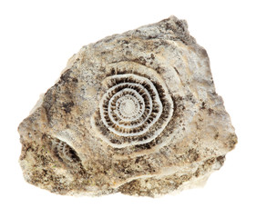 Stone with old fossilized seashells on the white background © Aptyp_koK