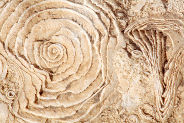 texture of old fossilized sea shells on the rock