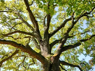 Foto op Plexiglas Eiche Baumkrone Baum Natur  © Schlegelfotos