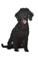 black poodle
