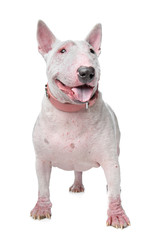 White Bull Terrier