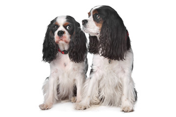 Two Cavalier King Charles Spaniels
