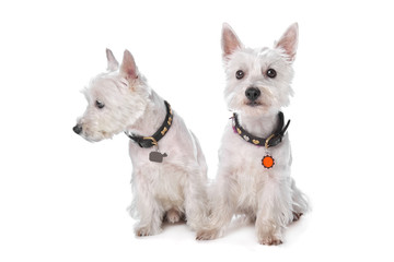 West Highland White Terrier