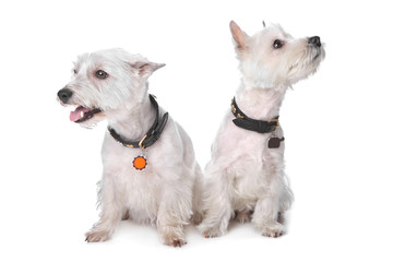 West Highland White Terrier