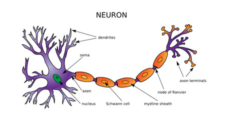 Web Art Design NEURON DIAGRAM NEURONE STRUCTURE médecine 20