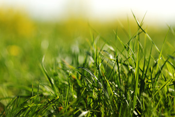 Obraz premium green grass