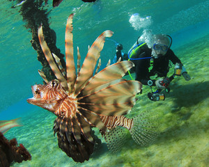 Lionfish and Scuba Diver