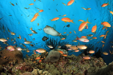 Fototapeta na wymiar Coral Reef and a variety of species of Tropical Fish
