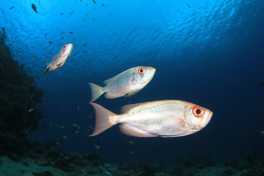 Crescent-tailed Bigeye Fishes