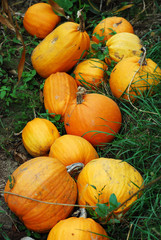 pumpkins