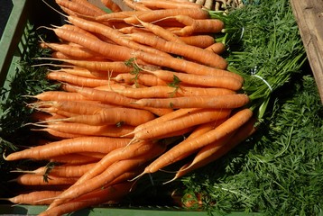 Fresh carrots at the greengrocer