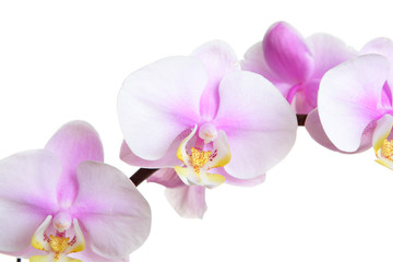 Fototapeta na wymiar orchid flower on white