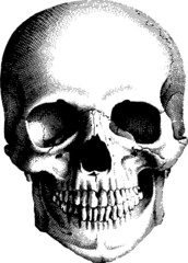 human skull - obrazy, fototapety, plakaty