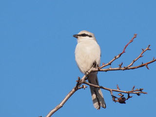 Northern Grey Shrike, Lanius excubitor