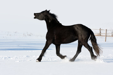 Fototapeta na wymiar Black horse run gallop in winter