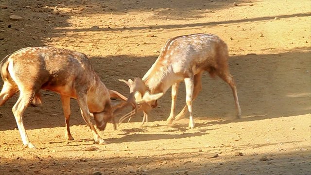 Fallow deer fighting