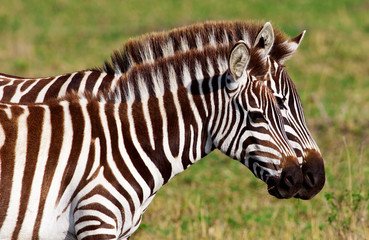 Fototapeta na wymiar Zebry w Masai Mara National Park, Kenia