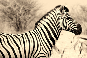 Fototapeta na wymiar Zebra profile