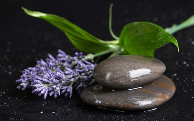 Fototapeta na wymiar spa stones with water drops, lavender and leaves