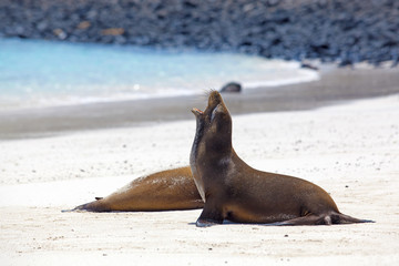 Sea lion colony