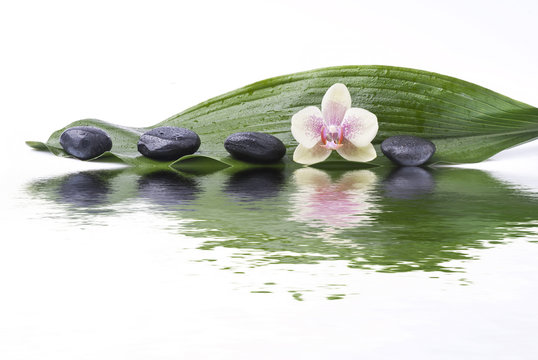 foglia verde con sassi e orchidea riflessi
